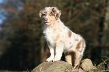 BERGER AUSTRALIEN PUPPIES 683